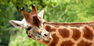 Malawi, la giraffa più desiderata d’Italia
