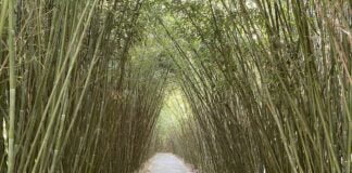 Fontanellato, sotto l’albero di bambù