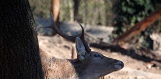 Il canto dei cervi in Valcamonica