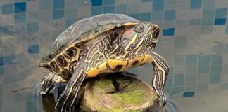 Tartaruga d’acqua dolce, il vertrebato più minacciato
