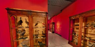 Diversi ma uguali….e tutti al museo