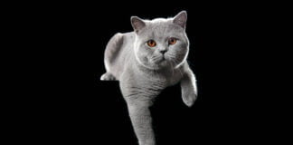 I gatti più belli del mondo