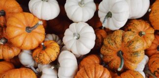 Riso e zucca per solidarietà zucca_pixabay
