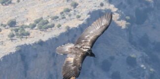 Il Gipeto, ritorno sulle Alpi