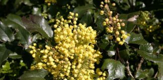 Maonia, il fiore dell’autunno