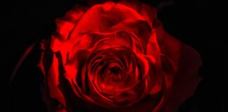 La vite e la rosa, miti e tradizioni Rosa @Pixabay
