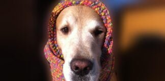 Un video decalogo per proteggere gli animali dai botti