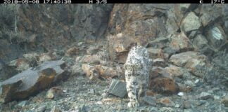 Passeggiata con il leopardo delle nevi