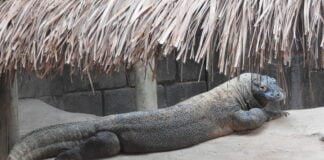 Vacanze al Parco Natura Viva con i draghi di Komodo