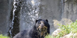 Addio a Luis, l’orso andino più anziano d’Europa