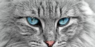 Aspettando il Natale….con i gatti