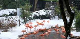 Video: dieci centimetri di neve e di allegria