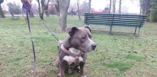 Piacenza: una famiglia per Jason