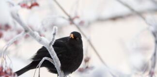 La merla e i suoi giorni merlo