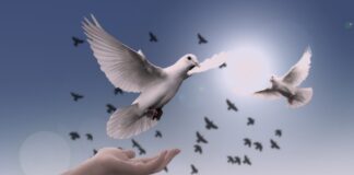 Cremona bombardata, il ricordo