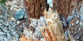 Gli artisti e il paesaggio