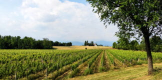 ProLoco Capriano del Colle: insieme siamo più forti