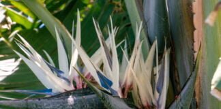 Duemila piante per vivere l’avventura di Jumanji