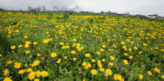 Erbe dei nostri campi: selvatiche ma buone