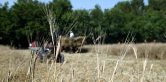 Premio Letterario dei proverbi cremonesi