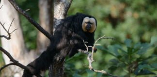 Papà di tutte le specie in festa al Parco Natura Viva Papà Ticiano, Bruna Zavattiero