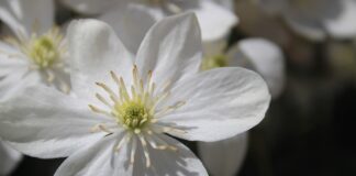 Clematis Armandi, profumo di primavera