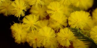 Cremona: 8 marzo per le donne afghane e iraniane