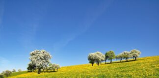 Galei, grignos, loertis e grasei….. campi di tarassaco