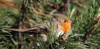 L’avifauna nel territorio cremonese