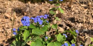 Primavera negli orti botanici