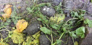 Da Verona alle Seychelles per le baby tartarughe