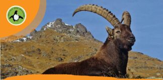 Con lo stambecco, re delle Orobie