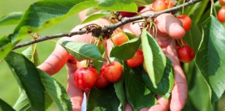 Festa dei Ciliegi con Occhi Azzurri Onlus