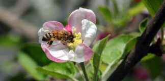 Progettare un nuovo verde sostenibile