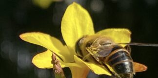 Omaggio alla piccola ape