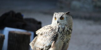 Aquile, falchi, gufi e barbagianni: appuntamento a Tabiano