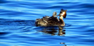 Fotografa la biodiversità al concorso delle Torbiere del Sebino