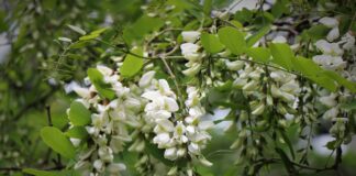 La sfacciata fioritura della robinia robinia