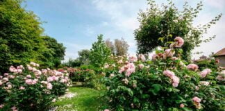 Castello Quistini, il paradiso delle rose in Franciacorta