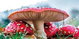 A Cremona, funghi di primavera