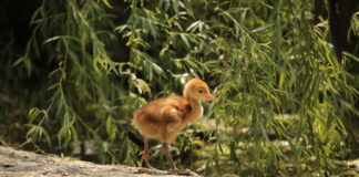 Fotogallery / Piacere, sono Kiki, gru della Manciuria
