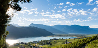 Estate2023 / Vacanze in vigna