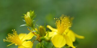 Fra sacro e profano, nella notte di San Giovanni