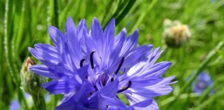 Dove sono finiti i fiordalisi?