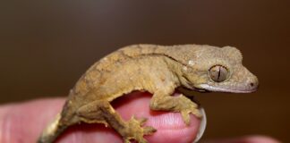 Il geco di casa nostra