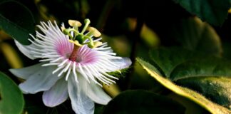 Passione passiflora