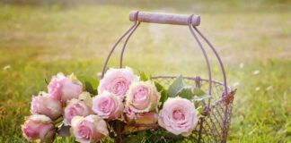 Mantova fiorita, prima edizione