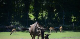 Un bel quartetto di Gnu: fotogallery e video Piccoli gnu al Parco Natura Viva, ph Giorgio Ottolini VII
