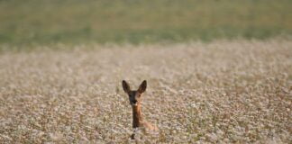 Biodiversità a rischio di estinzione