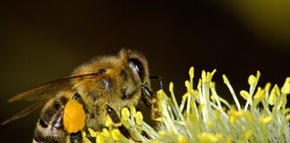 Un’oasi per le api lungo al Brebemi